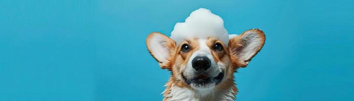 alegre corgi perro disfrutando un bañera con jabón espuma en sus cabeza, presentando un azul antecedentes y amplio Copiar espacio para un divertido y atractivo imagen foto