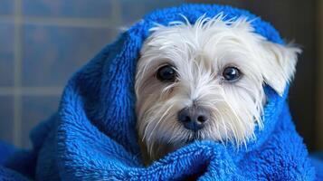 a white dog wrapped in a blue towel, wetbrushes, very very happy, afp, highend photo