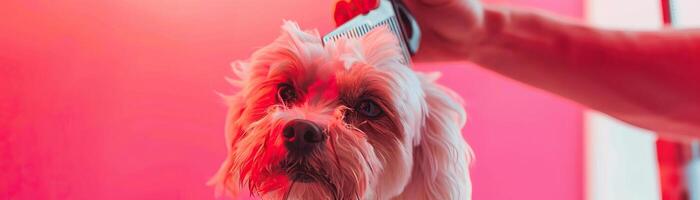 de cerca Disparo de un perro siendo arreglado a un mascota spa, con un atención en el Corte de pelo y peinada, presentando un rosado antecedentes para un alegre ambiente foto