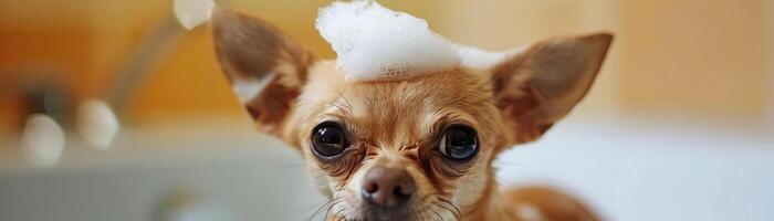 muy pequeño, adorable, chihuahua eso tiene espuma en sus cabeza antecedentes es un baño foto