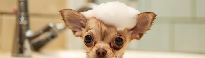 Very small, adorable, Chihuahua It has foam on its head Background is a bathroom photo