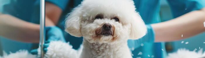 Professional groomer attending to a Bichon Frise at a dog grooming salon, with a focus on the dogs fluffy coat and the salons modern amenities photo