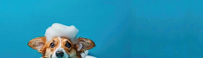 Playful wet Corgi dog in a bath with soap foam on its head, set against a vibrant blue background with copy space, perfect for an upbeat and happy scene photo