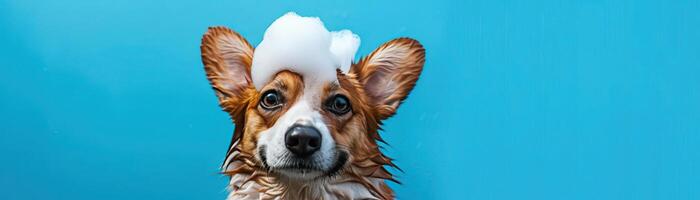 Playful wet Corgi dog in a bath with soap foam on its head, set against a vibrant blue background with copy space, perfect for an upbeat and happy scene photo