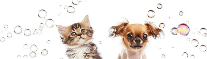 kitten and Chihuahua sits, full body, white background, soap bubbles photo