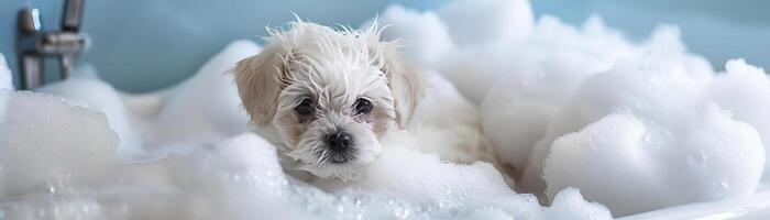 Maltipoo puppy in a bathtub filled with foam and soap bubbles, perfect for illustrating a pets grooming and cleaning concept with an endearing touch photo