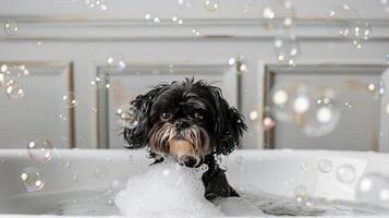 black and gold shin tzu in white oversized Cambridge cast iron doubleended clawfoot tub photo