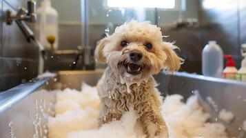 dog grooming, happy dog, getting pampered, in a professional dog grooming salon photo