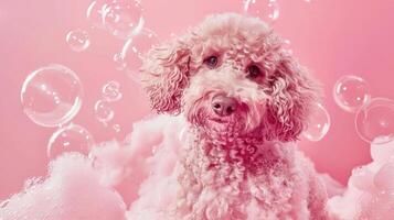 liquid fluid poodle bathing photo