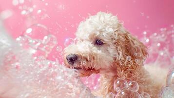 liquid fluid poodle bathing photo