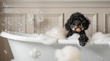 black goldendoodle in white Cambridge cast iron doubleended clawfoot tub photo