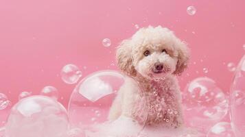 liquid fluid poodle bathing photo