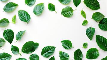 top view of leaves isolated on white background photo