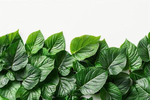 top view of leaves isolated on white background photo
