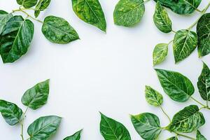 top view of leaves isolated on white background photo