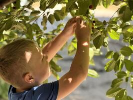 joven niño chico desgarro cerezas en verano soleado día foto