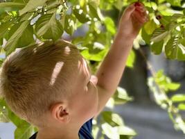 Little gardener boy tearing cherries in summer sunny day photo