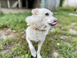 Happy and active white dog outdoors in the grass photo