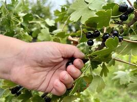 Black currant berries in hand of child. Picking currant berries concept. Close-up view. photo