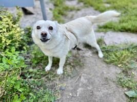 A happy young home dog on yard of village yard, green grass photo