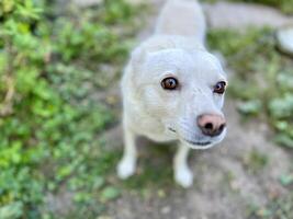 Young dog playing in a village yard, close up photo