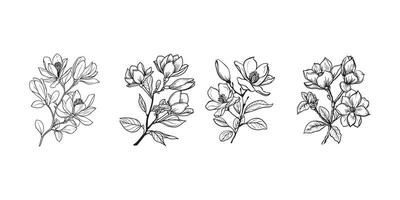 Magnolia Flower outline illustration in black and white vector