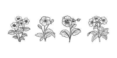 Primrose Flower outline illustration in black and white vector