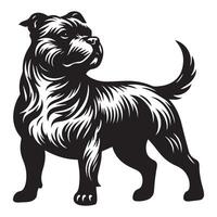 Majestic Staffordshire Bull Terrier illustration vector