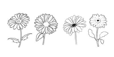 Geranium Flower outline illustration in black and white vector