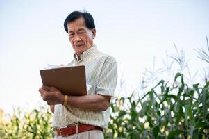 un mayor granjero o maíz granja propietario trabajando en un maíz campo, inspeccionando el calidad de maíz cuerpo. foto