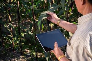Close-up image of an experienced Asian farmer using his digital tablet and working in his corn field photo