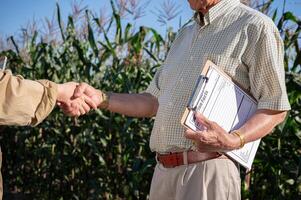 un mayor masculino granjero es sacudida mano con un hembra proveedor o agrónomo en su maíz campo. foto