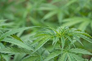 Close-up of marijuana plant growing at outdoor cannabis farm. Texture of marijuana leaves. Concept of cannabis plantation for medical. photo