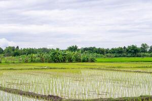 The landscape of rice fields in the countryside at Chiang Rai, Thailand photo