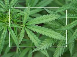 Close-up of cannabis plant growing at the indoor farm. The texture of marijuana leaves and a white frame on a photo. Concept of cannabis plantation for medical photo