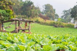 Cabbage fields by hill tribes in a mountain at Mae Taeng District, Chiang Mai Province, Thailand. Space for text photo