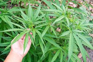 Close-up of cannabis plant growing at outdoors farm. Texture of marijuana leaves. Concept of cannabis plantation for medical photo