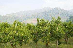 Scenic view of tangerine plantation with ripe oranges ready to be harvested on the mountain in the north of Thailand photo