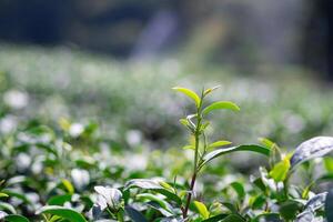 Close-up of top green tea leaf in the tea plantations with blurred background. Space for text photo