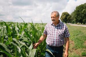 adulto granjero comprobación plantas en su granja. agrónomo sostiene tableta en el maíz campo y examinando cultivos. agronegocios concepto. agrícola ingeniero en pie en un maíz campo con un tableta foto