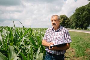 adulto granjero comprobación plantas en su granja. agrónomo sostiene tableta en el maíz campo y examinando cultivos. agronegocios concepto. agrícola ingeniero en pie en un maíz campo con un tableta foto