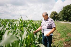 adulto granjero comprobación plantas en su granja. agrónomo sostiene tableta en el maíz campo y examinando cultivos. agronegocios concepto. agrícola ingeniero en pie en un maíz campo con un tableta foto