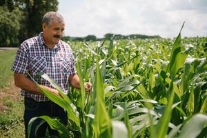 adulto granjero comprobación plantas en su granja. agrónomo sostiene tableta en el maíz campo y examinando cultivos. agronegocios concepto. agrícola ingeniero en pie en un maíz campo con un tableta foto