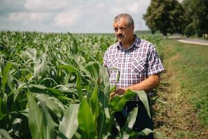 adulto granjero comprobación plantas en su granja. agrónomo sostiene tableta en el maíz campo y examinando cultivos. agronegocios concepto. agrícola ingeniero en pie en un maíz campo con un tableta foto