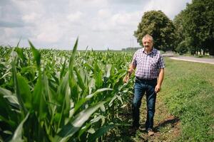 adulto granjero comprobación plantas en su granja. agrónomo sostiene tableta en el maíz campo y examinando cultivos. agronegocios concepto. agrícola ingeniero en pie en un maíz campo con un tableta foto