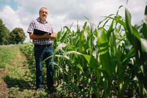 adulto granjero comprobación plantas en su granja. agrónomo sostiene tableta en el maíz campo y examinando cultivos. agronegocios concepto. agrícola ingeniero en pie en un maíz campo con un tableta foto