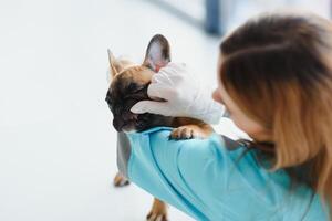 Happy veterinarian doctor hugs puppy in vet clinic. Empty space for text photo