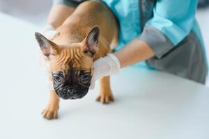 medicine, pet care and people concept - close up of french bulldog dog and veterinarian doctor hand at vet clinic - Image photo