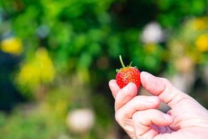 Close-up of strawberry on hands senior woman. Space for text photo