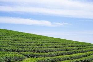 escénico ver paisaje de té plantación con nubes y cielo antecedentes. espacio para texto foto